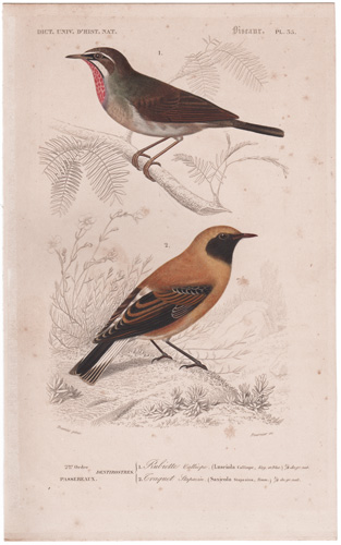 Rubiette Calliope Russet Wheatear